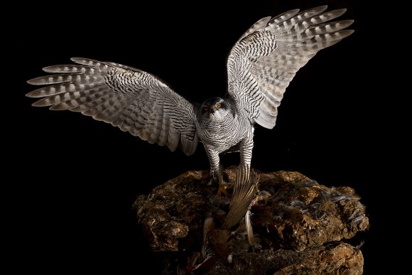 Astore - Goshawk (Accipiter gentilis)