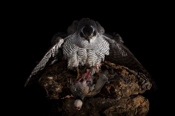 Astore - Goshawk (Accipiter gentilis)