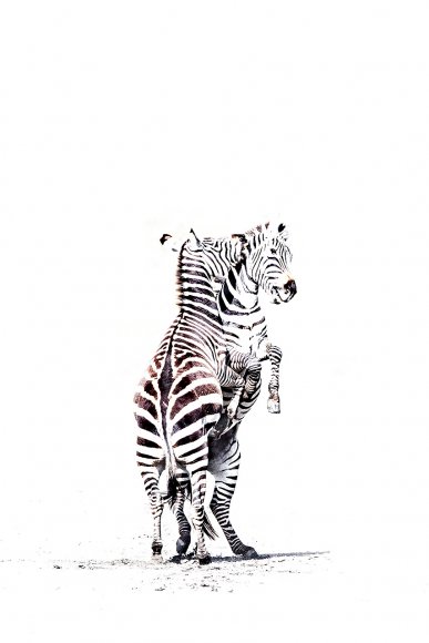 Zebra fight
