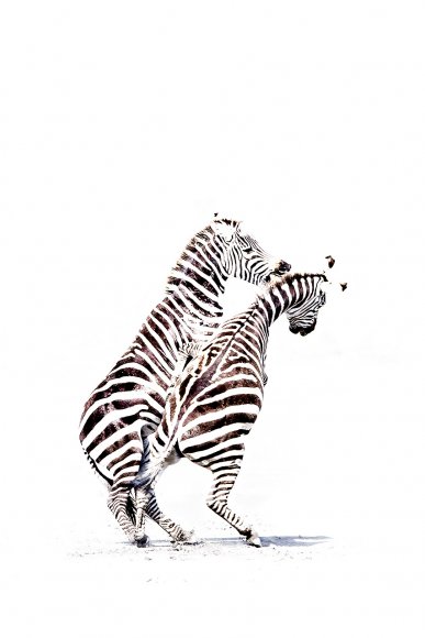 Zebra fight