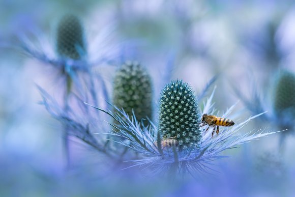 Eryngium alpinum