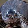 Astore - Goshawk (Accipiter gentilis)