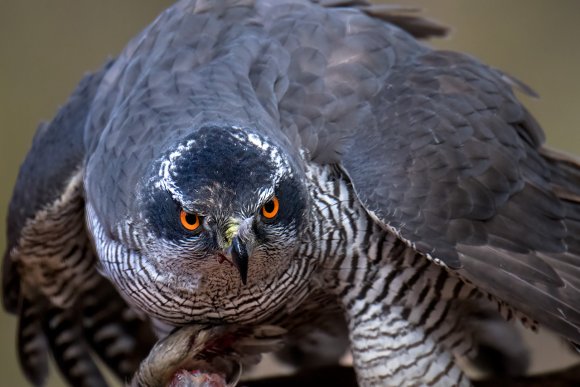 Astore - Goshawk (Accipiter gentilis)