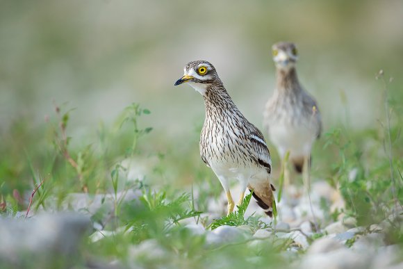 Occhione - Stone Curlew