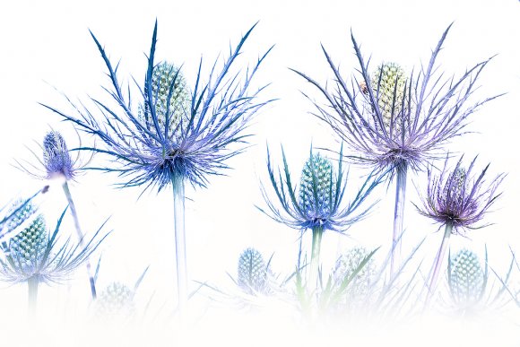 Eryngium alpinum