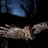 Allocco - Tawny owl