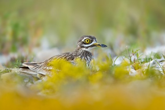 Occhione - Stone Curlew