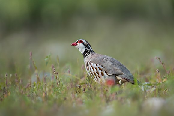 Pernice Rossa - Red legged partridge