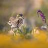 Occhione - Stone Curlew