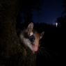 Quercino - Garden dormouse