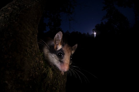 Quercino - Garden dormouse