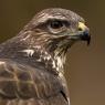 Poiana - Common buzzard (Buteo buteo)