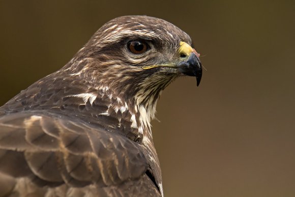 Poiana - Common buzzard (Buteo buteo)