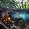 Gambero di fiume - European freshwater crayfish (Austropotamobius pallipes)