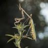 Empusa Pennata