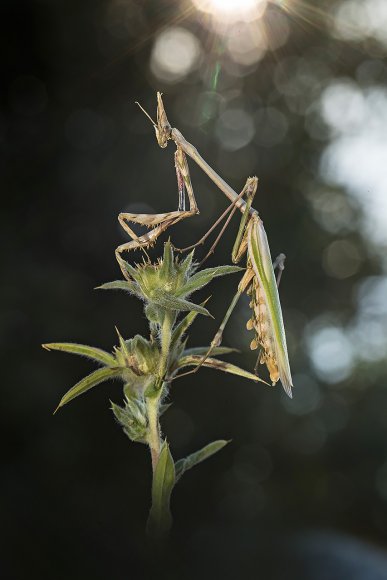 Empusa Pennata