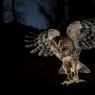 Allocco - Tawny owl