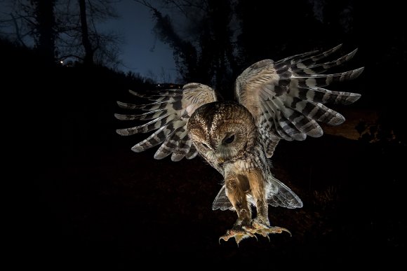 Allocco - Tawny owl