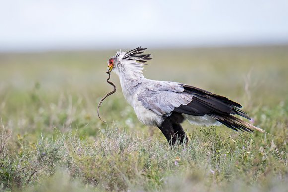 Serpentario - Secretary bird