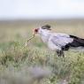 Serpentario - Secretary bird