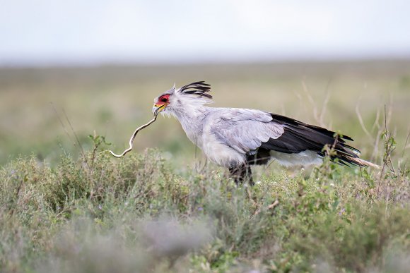 Serpentario - Secretary bird