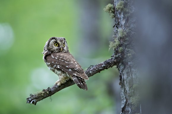 Civetta capogrosso - Boreal owl