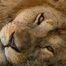 Leone - Lione (Panthera leo)