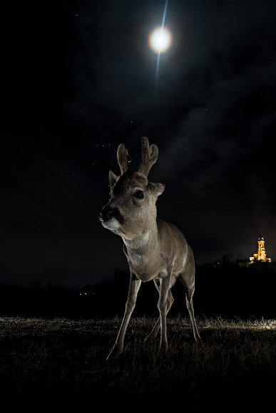 Capriolo - Roe deer