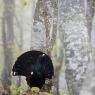 Gallo Cedrone - Western Capercaillie