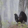 Gallo Cedrone - Western Capercaillie