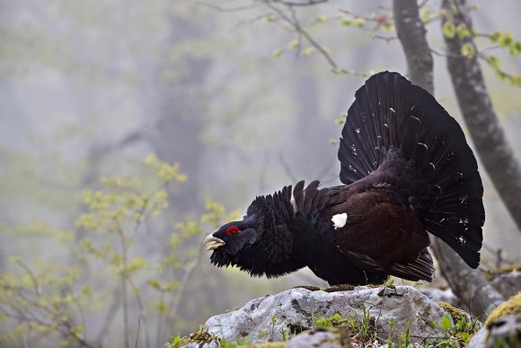 Gallo Cedrone - Western Capercaillie