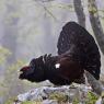 Gallo Cedrone - Western Capercaillie