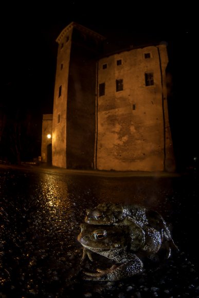 Rospo comune - Common toad