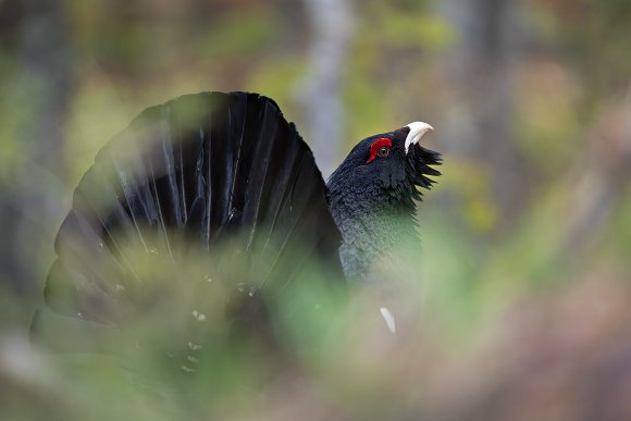 Gallo Cedrone - Western Capercaillie