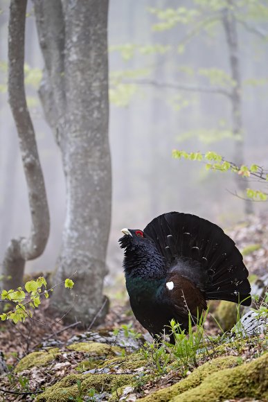 Gallo Cedrone - Western Capercaillie