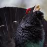 Gallo Cedrone - Western Capercaillie