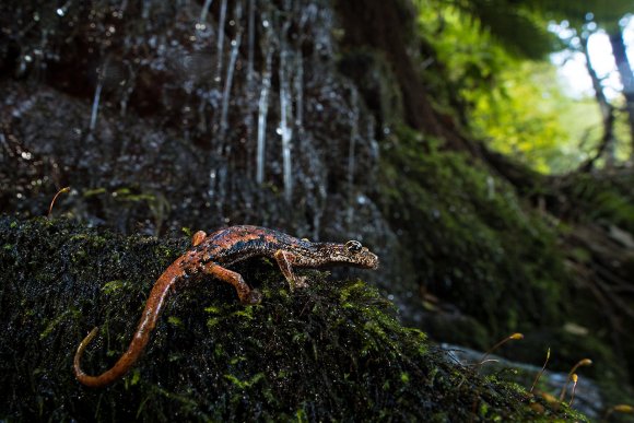 Geotritone italico -  Italian cave salamander (Speleomantes italicus)