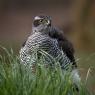 Astore - Goshawk (Accipiter gentilis)