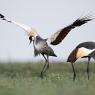 Gru coronata - Crowned crane