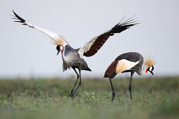 Gru coronata - Crowned crane