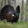 Gallo Cedrone - Western Capercaillie