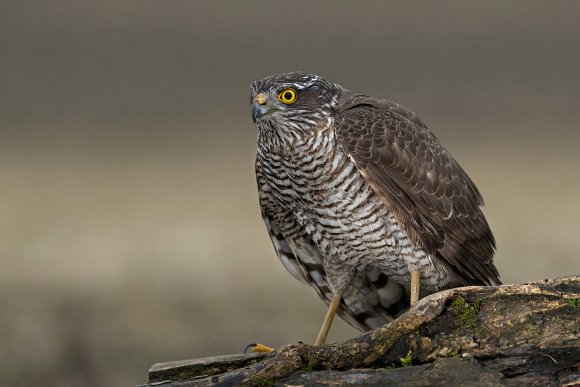 Sparviere - Sparrow Hawk (Accipiter nisus)