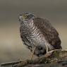 Sparviere - Sparrow Hawk (Accipiter nisus)