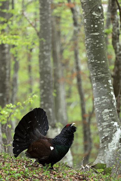 Gallo Cedrone - Western Capercaillie