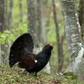 Gallo Cedrone - Western Capercaillie