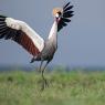 Gru coronata - Crowned crane