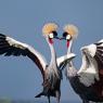 Gru coronata - Crowned crane