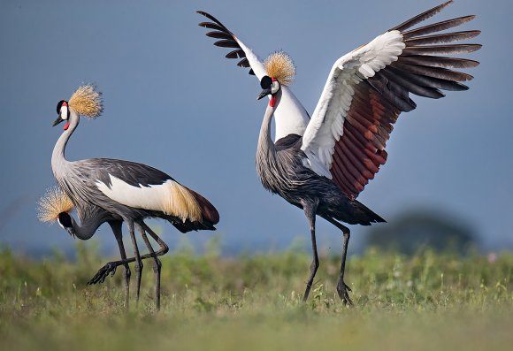 Gru Coronata - Crowned crane