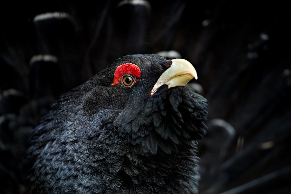 Gallo Cedrone - Western Capercaillie