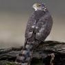 Sparviere - Sparrow Hawk (Accipiter nisus)